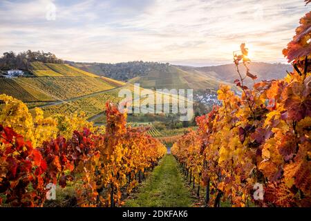 Blick von Stuttgart-Rotenberg auf die bunten Weinberge und Stuttgart-Uhlbach im Herbst. Stuttgart, Baden-Württemberg, Deutschland. Stockfoto