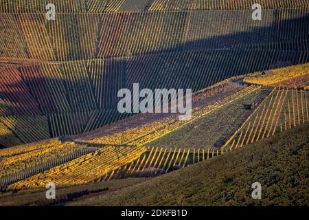 Blick von Stuttgart-Rotenberg auf die bunten Weinberge am Kappelberg. Stuttgart, Baden-Württemberg, Deutschland. Stockfoto