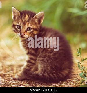 Tabby kitten sits in the summer garden. Young gray cat walks in nature Stockfoto