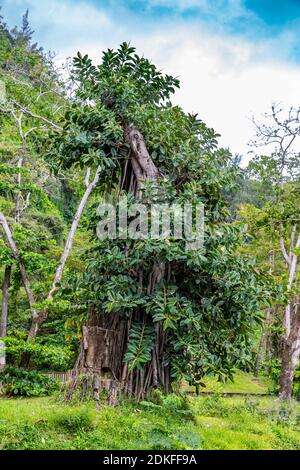 Gummibaum, indischer Gummibaum, (Ficus elastica), Ausflugsziel Anse  Wasserflle, Anse des Cascades, Piton Sainte-Rose, Runion Island,  Frankreich, Afrika, Indischer Ozean Stockfotografie - Alamy