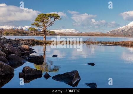 Blick auf eine Kiefer am Ufer des Loch Maree, Schottland, schneebedeckte Berge am Horizont Stockfoto