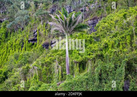 Königliche Palme, tropische Vegetation am Ziel Anse des Cascades, Piton Sainte-Rose, Reunion Island, Frankreich, Afrika, Indischer Ozean Stockfoto