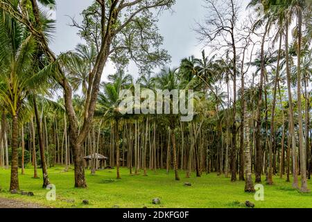 Picknickplätze im Palmenwald, Ausflugsziel Anse Wasserfälle, Anse des Cascades, Piton Sainte-Rose, Réunion Island, Frankreich, Afrika, Indischer Ozean Stockfoto