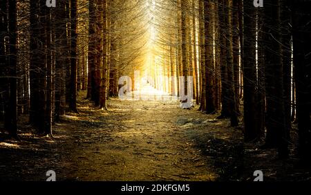 Waldweg in einem Tannenwald im Hintergrund Stockfoto