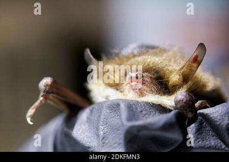 Fledermaus, Fransenfledermaus, Myotis natteri, Kopf, Forschung Stockfoto