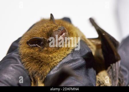 Fledermaus, raue Haut Fledermaus, Pipistrellus nathusii, Kopf, Forschung Stockfoto
