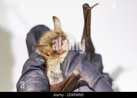 Fledermaus, Fransenfledermaus, Myotis natteri, Kopf, Forschung Stockfoto