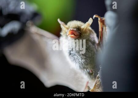 Fledermaus, Fransenfledermaus, Myotis natteri, Forschung Stockfoto