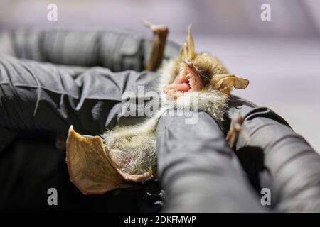 Fledermaus, Fransenfledermaus, Myotis natteri, Forschung Stockfoto