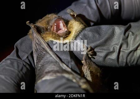 Fledermaus, raue Haut Fledermaus, Pipistrellus nathusii, Hand, Forschung Stockfoto