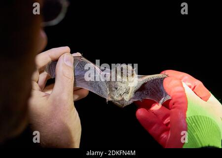Fledermaus, raue Haut Fledermaus, Pipistrellus nathusii, Hand, Forschung Stockfoto