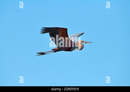 Goliath Heron (Ardea goliath) im Flug, UMkhuze Game Reserve, Südafrika. Stockfoto