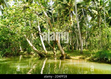 Dschungel von Kerala Backwaters - eine Kette von Brackish Lagunen und Seen, die parallel zur Arabischen Meer Küste in Kerala, Südindien Stockfoto