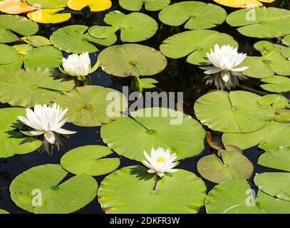 Die schönen weißen Lotusblumen oder Seerosen in der Teich am sonnigen Sommertag Stockfoto