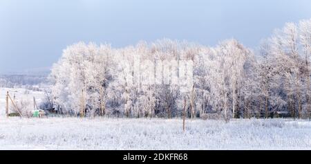 Birken bedeckt mit Frost an einem sonnigen kalten Winter Tag in Russland Stockfoto