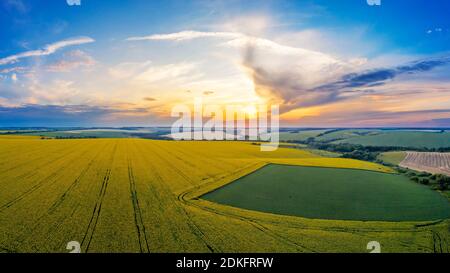 Heller Sonnenuntergang über einem Sonnenblumenfeld. Sommerlandschaft. Stockfoto