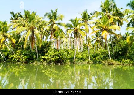 Dschungel von Kerala Backwaters - eine Kette von Brackish Lagunen und Seen, die parallel zur Arabischen Meer Küste in Kerala, Südindien Stockfoto