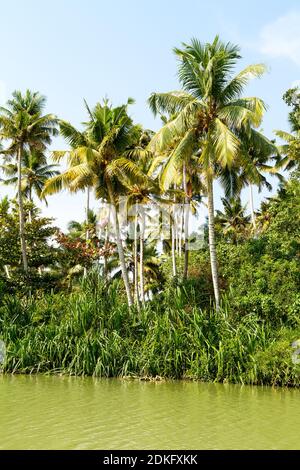 Dschungel von Kerala Backwaters - eine Kette von Brackish Lagunen und Seen, die parallel zur Arabischen Meer Küste in Kerala, Südindien Stockfoto