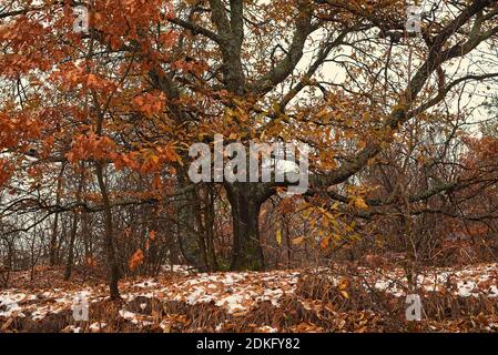 Autumn tree with beautiful brown leaves, fall scenery in the forest Stockfoto