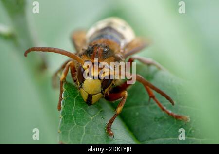 Nahaufnahme einer Hornisse auf dem Blatt Stockfoto