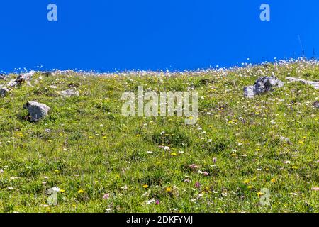 Alpine flowers, Wallberg, 1722 m, Rottach-Egern, Tegernsee, Bavarian Alps, Bavaria, Germany, Europe Stock Photo