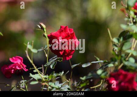 Kashmiri Rose ist eine blühende Strauchpflanze. Kultiviert in der Heimat Asiens. Helle schöne dunkelrote Rose blüht im Gartenhaus mit Knospen und vielen Flo Stockfoto