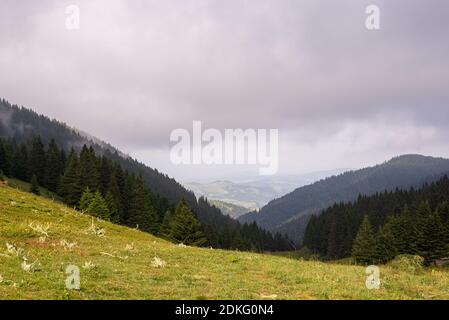 Wiese und Hügel mit Nadelwald unter stürmischen Wolken hinein Sommer Stockfoto