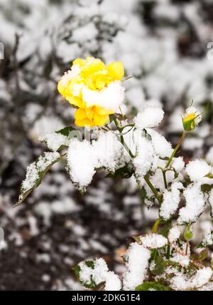 Zarte gelbe Rose in einem Blumenbeet mit frischen bedeckt Schnee Stockfoto