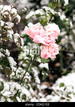 Zarte rosa Rosen in einem Blumenbeet mit frischen bedeckt Schnee Stockfoto