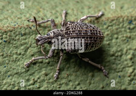 Breitnasen-Weevil der Art Cydianerus latruncularius auf einem Grün Wand Stockfoto
