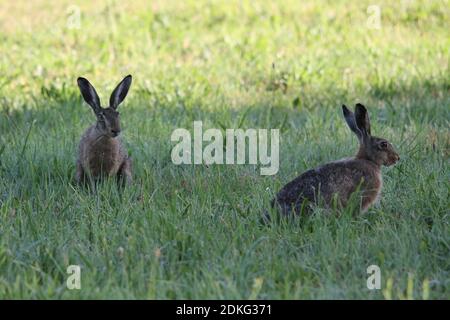 Junger Hase, Hase hopping in grünem Gras im Frühling tim um ostern Stockfoto