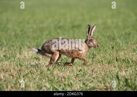 Junger Hase, Hase hopping in grünem Gras im Frühling tim um ostern Stockfoto