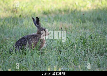 Junger Hase, Hase hopping in grünem Gras im Frühling tim um ostern Stockfoto