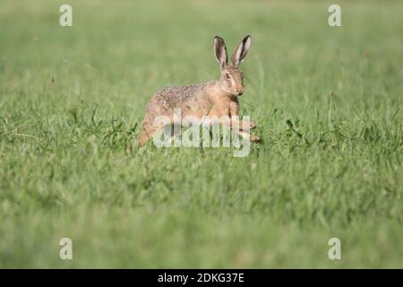 Junger Hase, Hase hopping in grünem Gras im Frühling tim um ostern Stockfoto