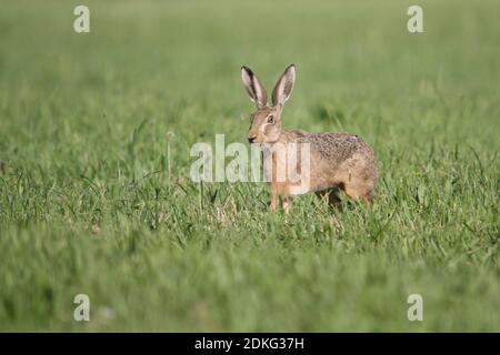 Junger Hase, Hase hopping in grünem Gras im Frühling tim um ostern Stockfoto