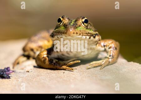 Nahaufnahme des Eisfrosches (Pelophylax perezi), der auf einem Felsen vor unfokussierten Hintergrund auf einem See in León, Spanien, sonnenbaden kann. Stockfoto