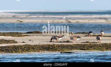 Deutschland, Mecklenburg-Vorpommern, Prerow, Graugänse suchen Futter am Darßer Ort in der Mitte der Kernzone des Vorpommerschen Lagunengebietes Nationalpark Ostsee Stockfoto