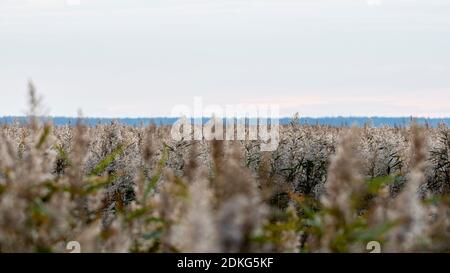 Schilfgras in der Morgensonne. Gräser im Rücklicht. Nationalpark Vorpommersche Boddenlandschaft. Stockfoto