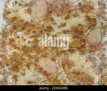 Fragment von handgefärbtem Stoff mit Eco-Print-Technik Stockfoto