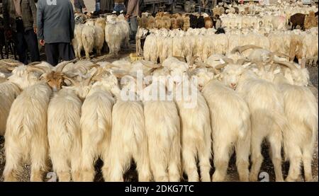 Schafe im 'Zhongxiya Shichang' oder im uigurischen 'Jekshenba' Basar. Es ist ein sehr beliebter Sonntag Tiermarkt in Kashgar. Es zieht Dorfbewohner, Nomaden und Stockfoto