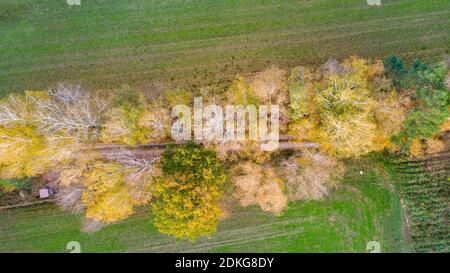 Herbstliche verfärbte Bäume auf einer Schotterstraße, Angern, Sachsen-Anhalt, Deutschland Stockfoto