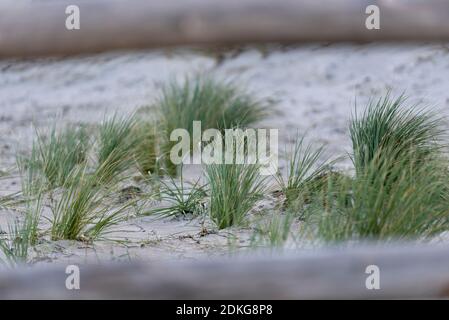 Dünengras, Stradhafer, Ostsee Stockfoto