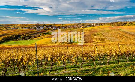 Herbststimmung in Rheinhessen, goldener Oktober in der hügeligen Landschaft bei Vendersheim, Stockfoto