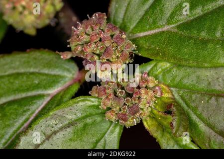 Blume einer Asthmapflanze der Art Euphorbia hirta Stockfoto