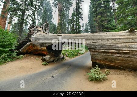 Mammutbaum-Tunnel Log im Sequoia National Park, Kalifornien, USA Stockfoto