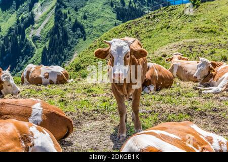 Kühe, Wallberg, Rottach-Egern, Tegernsee, Bayerische Alpen, Bayern, Deutschland, Europa Stockfoto