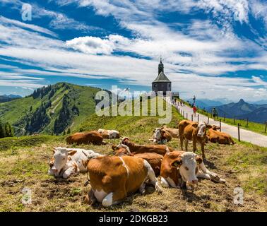 Kühe, in der hinteren Bergkapelle, Wallberg, Rottach-Egern, Tegernsee, Bayerische Alpen, Bayern, Deutschland, Europa Stockfoto