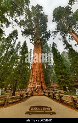 Riesiger Mammutbaum - General Sherman im Sequoia National Park, Kalifornien, USA Stockfoto