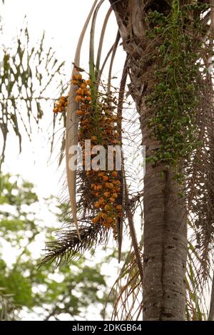 Königin Palme der Art Syagrus romanzoffiana Stockfoto