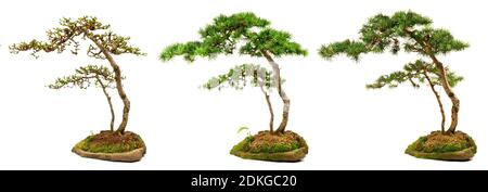 Bonsai Lärche Jahreszeiten isoliert auf weißem Hintergrund Stockfoto